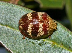 Paropsis mystica