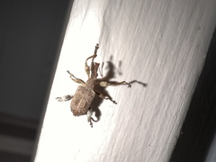 Stephanorhynchus curvipes