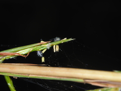 Cymbopogon refractus