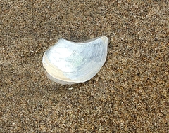 Heteroclidus punctatus