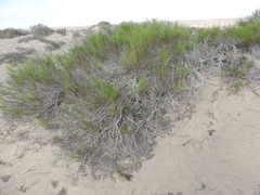 Xylothamia diffusa