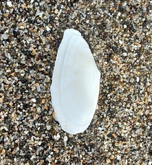 Megangulus bodegensis