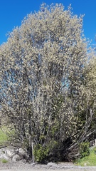 Salix × reichardtii