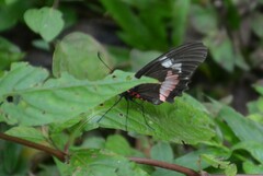 Parides iphidamas