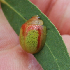 Paropsisterna pictipes