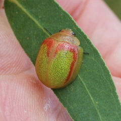 Paropsisterna pictipes