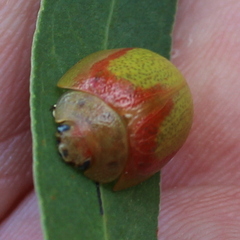 Paropsisterna pictipes