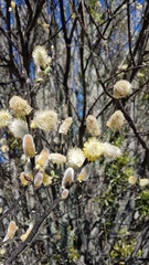 Salix × reichardtii