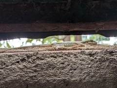 Hemidactylus platyurus