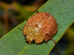 Paropsis lownei
