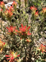 Castilleja applegatei