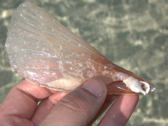 Pinnidae