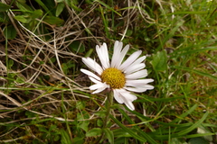 Erigeron peregrinus