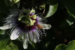 Apis mellifera ligustica