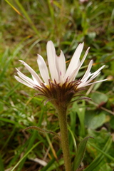 Erigeron peregrinus