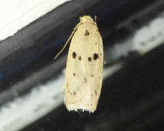 Scythropiodes issikii