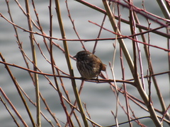 Melospiza melodia morphna