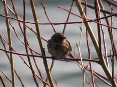 Melospiza melodia morphna