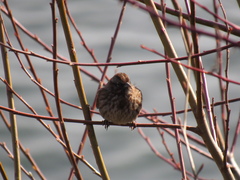 Melospiza melodia morphna