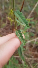 Aeschynomene histrix