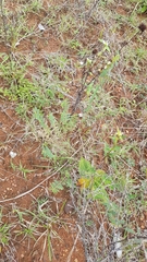 Aeschynomene histrix