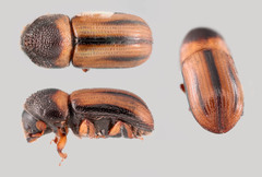 Trypodendron lineatum