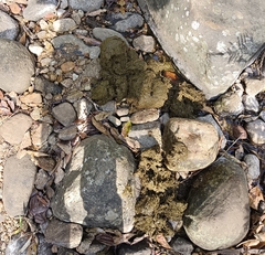 Elephas maximus indicus