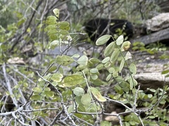 Coursetia glandulosa