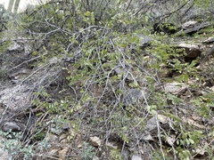 Coursetia glandulosa