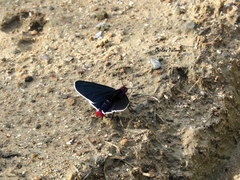 Mysoria affinis