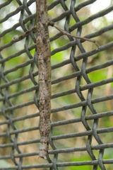 Argosarchus horridus