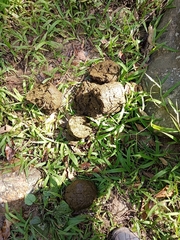 Elephas maximus indicus