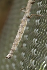 Argosarchus horridus