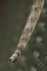 Argosarchus horridus