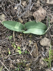 Platanthera elegans elegans