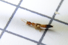 Astenus discopunctatus