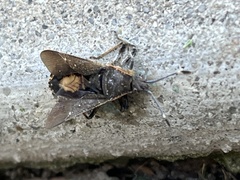 Catorhintha apicalis