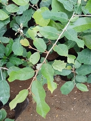 Pterospermum suberifolium