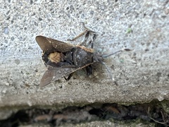 Catorhintha apicalis