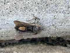 Catorhintha apicalis