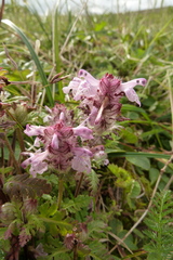 Pedicularis lanata