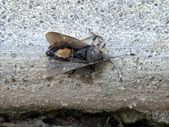 Catorhintha apicalis