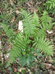 Athyriaceae