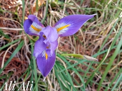 Iris unguicularis syriaca