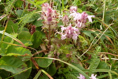 Pedicularis lanata