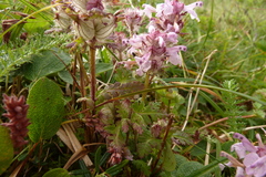 Pedicularis lanata