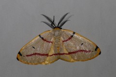 Phoenicocampa rubrifasciata