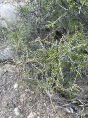 Condalia warnockii