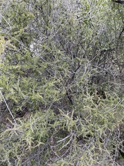 Condalia warnockii
