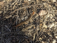 Scolopendra polymorpha